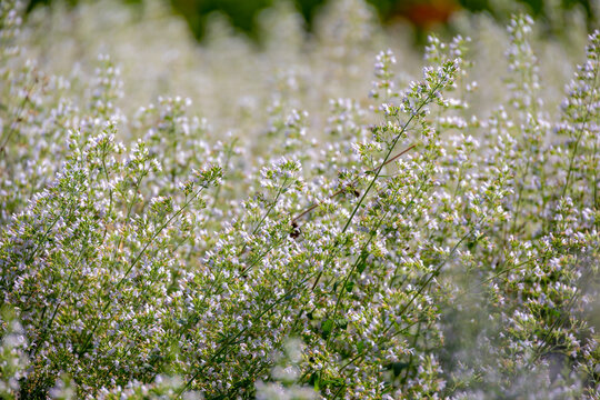 Selective focus of Clinopodium nepeta flowers in the garden, Lesser calamint is a perennial herb of the mint family known for having fragrant, Grey green, Oregano like leaves with a pennyroyal smell.