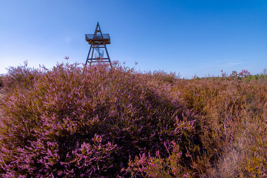 Purple flowers Calluna vulgaris (Heather, Ling) The sole species in genus of Calluna, Ericaceae family, De Cokse Heide in Afferden village, North Limburg, Lies about southeast of Nijmegen, Netherlands