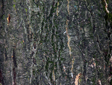 Close-Up of Amur Cork Tree Bark Texture with Moss