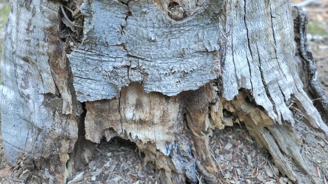 Ant Colony in Old Tree Trunk &ndash; Close-Up Static Shot