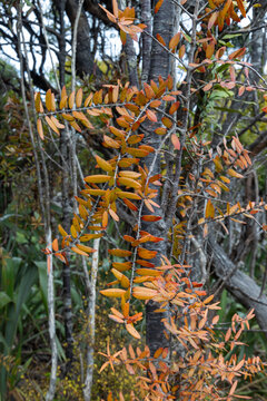 A close-up view of vibrant orange foliage on a native Kauri tree in the forest of Karekare, New Zealand, showcasing unique woodland colors.