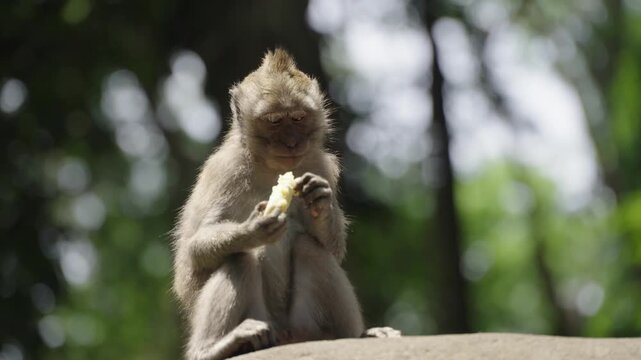 Long-tailed macaque eating in Ubud Monkey Forest, Bali, Indonesia