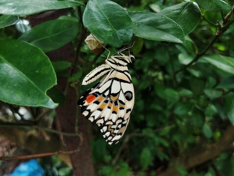 Butterfly on leaf, Lime Butterfly&nbsp;(Papilio demoleus), also known as the Lime Swallowtail, Lemon Butterfly, or Chequered Swallowtail.&nbsp;