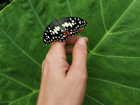 Butterfly on hand, Lime Butterfly&nbsp;(Papilio demoleus), also known as the Lime Swallowtail, Lemon Butterfly, or Chequered Swallowtail.&nbsp;