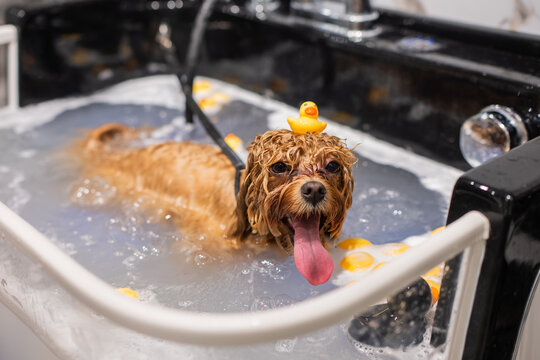 A cute poodle takes a bath in a grooming salon.
