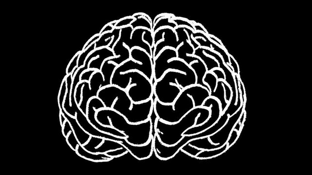 Hand-drawn white chalk human brain front view drawing on alpha 