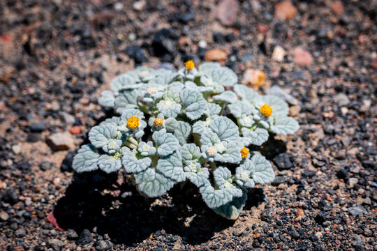 Velvet turtleback (Psathyrotes ramosissima) at Death Valley National Park