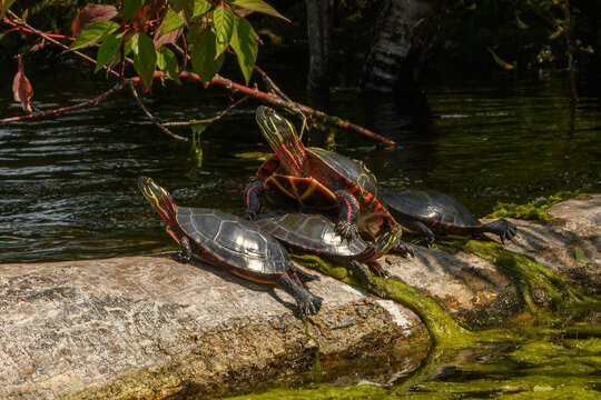 Three painted turtles (Chrysemys picta) basking on a log in a pond on the Toronto Islands surrounded by lush greenery