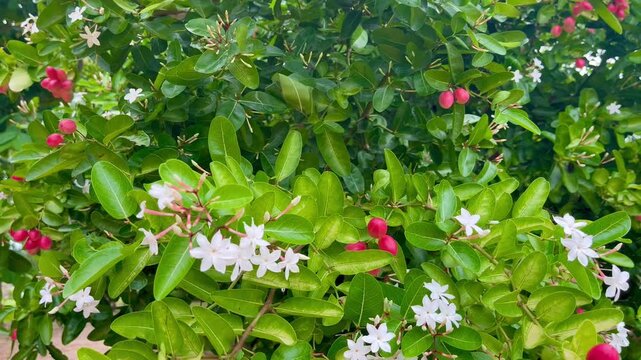 Carissa carandas fruits on green shrub branches