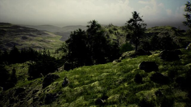 Pine covered slope with distant valley, scattered rocks and soft cloud cover frame an inviting trail scene for hikers and outdoor lifestyle campaigns