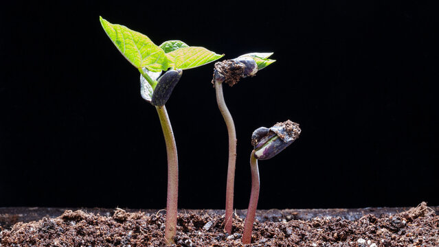 Three young bean seedlings at different growth stages sprout from dark soil, set against a solid black background in a close-up shot.