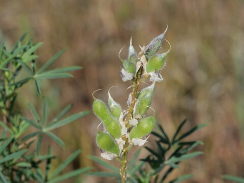Silvery Lupine (Lupinus argenteus) Green Seed Pods in Late Summer, Colorado