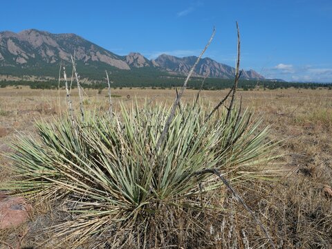 Soapweed Yucca (Yucca glauca) with the Flatirons in Boulder, Colorado