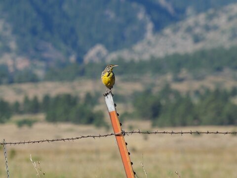Western Meadowlark (Sturnella neglecta) Perched on Fence Post in Colorado