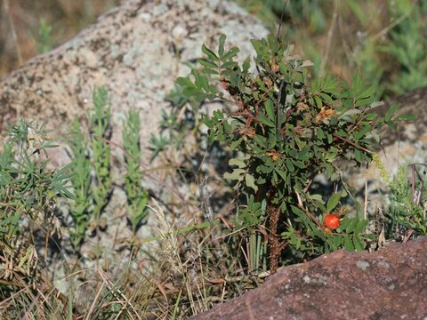 Woods' Rose (Rosa woodsii) with Red Rose Hip in Late Summer, Colorado
