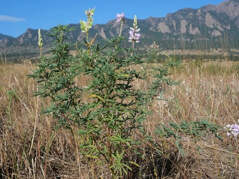 Silvery Lupine Flowers and Seed Pods with the Flatirons in Boulder, Colorado