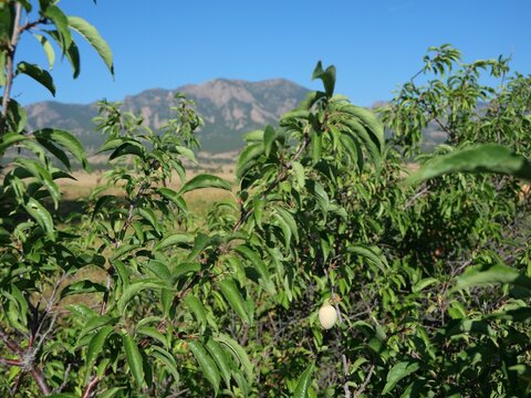 American Plum (Prunus americana) Fruit with the Flatirons in Boulder, Colorado