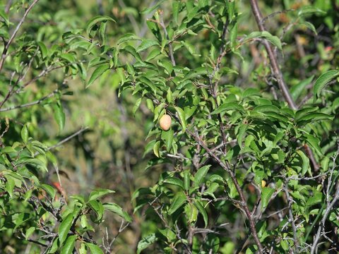 Ripening American Plum (Prunus americana) Fruit in Late Summer, Colorado