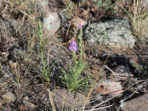 Dotted Blazing Star (Liatris punctata) Blooming in Colorado Prairie