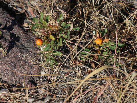 Orange Rose Hips on Wild Rose in Late Summer, Colorado
