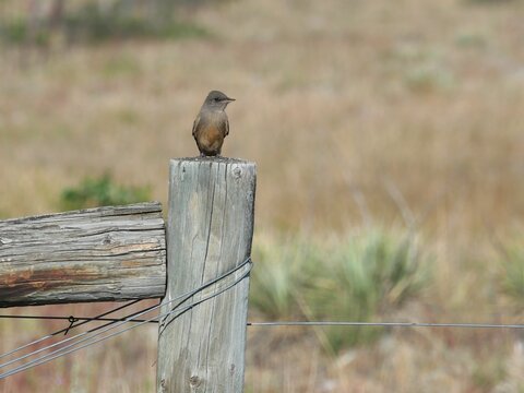 Say's Phoebe (Sayornis saya) Perched on Wooden Fence Post in Colorado