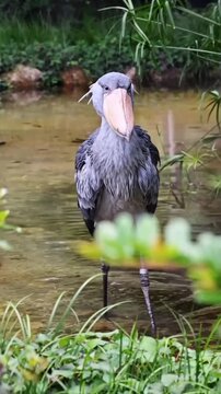 Shoebill stork motion video footage featuring sharp focus on unique giant beak and wild eyes