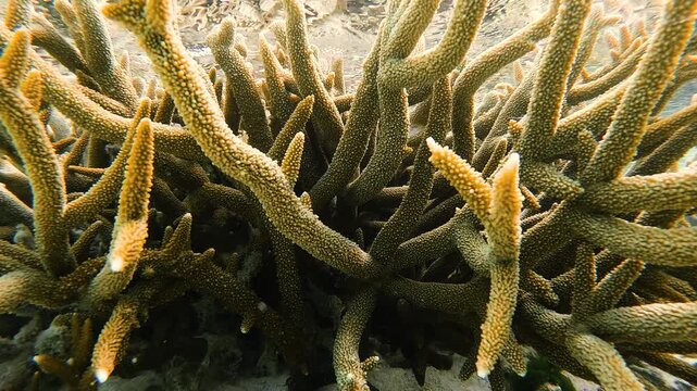 Close-up video of coral with small fish swimming and sheltering among the branches at Heron Island on the Great Barrier Reef, Australia.