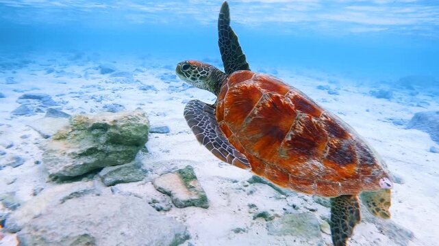 Green sea turtle swimming over a sandy seabed in clear blue water at Heron Island, Great Barrier Reef, Australia, in slow motion.