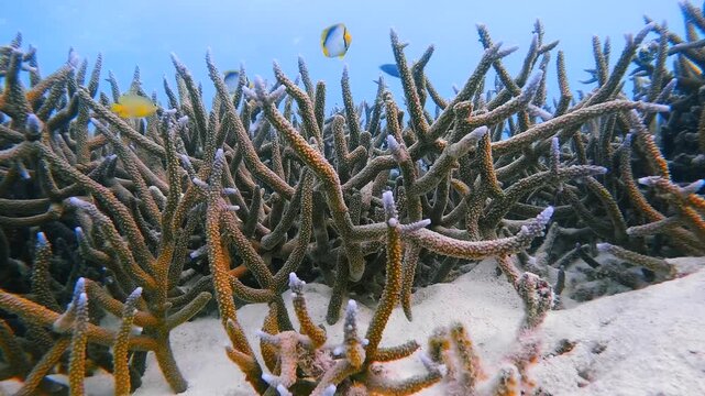 Close-up video of branching coral with small tropical fish swimming through clear blue water at Heron Island, Great Barrier Reef, Australia.