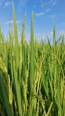 Obraz premium Green rice plants growing in a rice field under a bright sky 