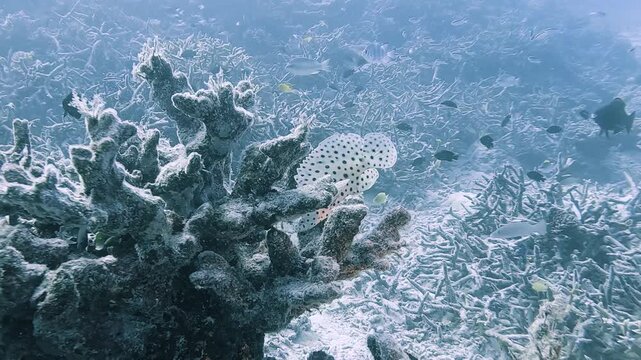 Barramundi cod swimming among coral at Heron Island, Great Barrier Reef, Australia, captured underwater in slow motion.