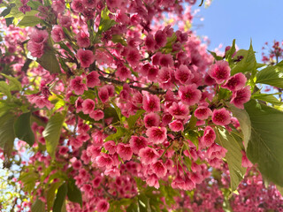 Spring blooming a small tree Taiwan cherry, Formosan cherry, or bellflower cherry (lat.- Prunus campanulata) © irairopa