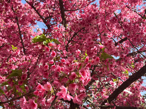 Spring blooming a small tree Taiwan cherry, Formosan cherry, or bellflower cherry (lat.- Prunus campanulata)