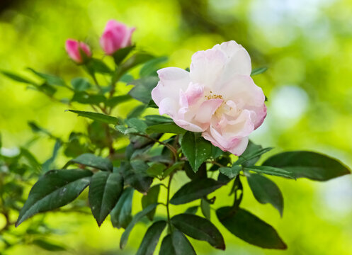 Pink rose on a background of leaves