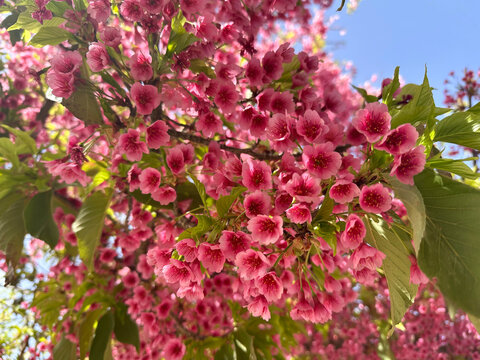 Spring blooming a small tree Taiwan cherry, Formosan cherry, or bellflower cherry (lat.- Prunus campanulata)