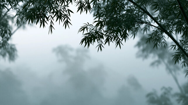 Bamboo Leaves in Dense Fog and Morning Mist