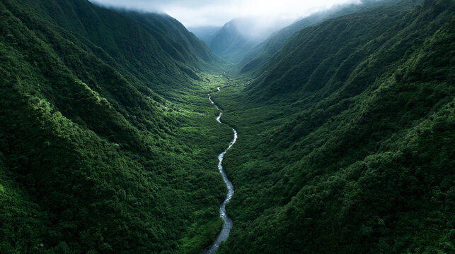 Lush Rainforest Valley with Winding River Aerial View