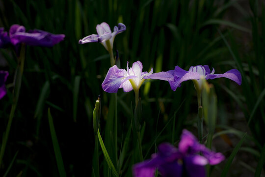 Japanese Iris　花菖蒲