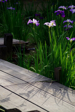 Japanese Iris　花菖蒲