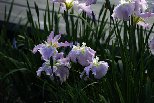 Japanes iris　淡いピンク色の花菖蒲