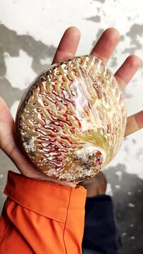 Hand holding polished abalone shell showing natural textures. Vertical