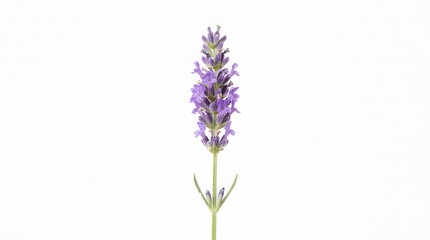 Fototapeta premium Purple lavender sprig isolated on transparent background for floral design and aromatherapy projects