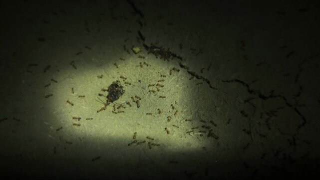 Large Group of Ants Moving Across Ground in Dark Environment, Ant Colony and Insect Behavior Close Up, Social Insects Working Together, Nature Wildlife Macro and Pest Control Concept