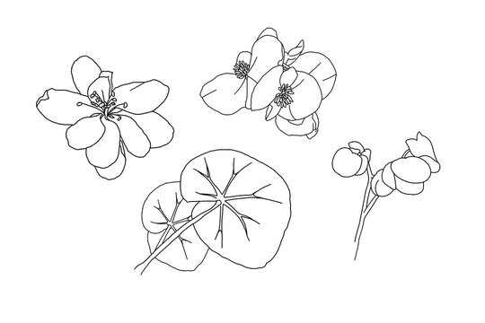 Hand Drawn Begonia Flowers