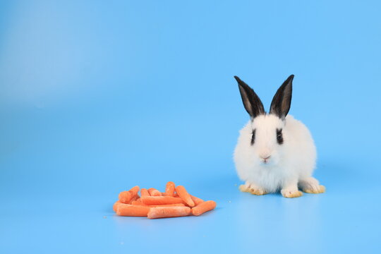 Lovely bunny easter fluffy rabbit, Baby rabbit eat carrot on a pastel blue background. The Easter white creamy hares eat carrot, a concept for Easter. Close - up of a rabbit.