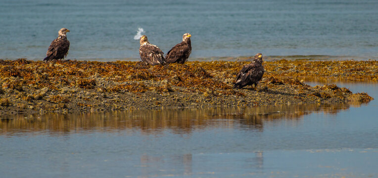 Four bald eagle fledging eaglets on the shotes of Sitka Sound, Alaska, USA