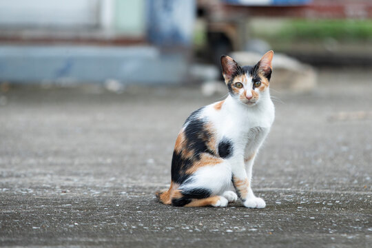 Full body portrait of a beautiful calico stray cat sitting on the street.A high-quality full-body shot of a beautiful domestic calico cat sitting gracefully on an outdoor concrete street. 