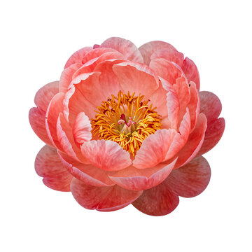 Close up of a blooming coral pink peony flower with yellow stamen