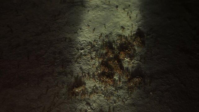 Large Group of Ants Moving Across Ground in Dark Environment, Ant Colony and Insect Behavior Close Up, Social Insects Working Together, Nature Wildlife Macro and Pest Control Concept