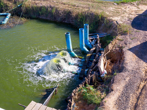 Water supply pipe spewing water into fish pond to increase oxygen level in commercial aquaculture farm.